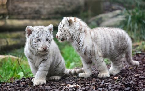 Cute Tiger Cubs Exploring Their Surroundings