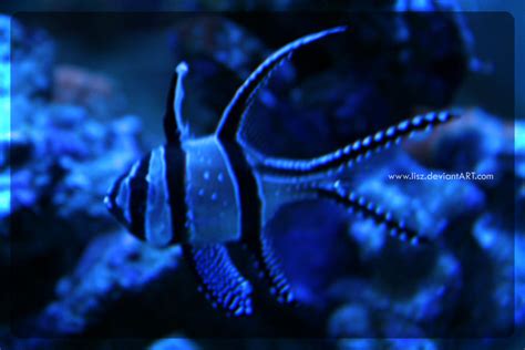 Deep Blue Fish By Lisz On Deviantart