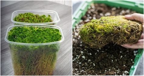 7 Reasons To Grow Sphagnum Moss And How To Grow It
