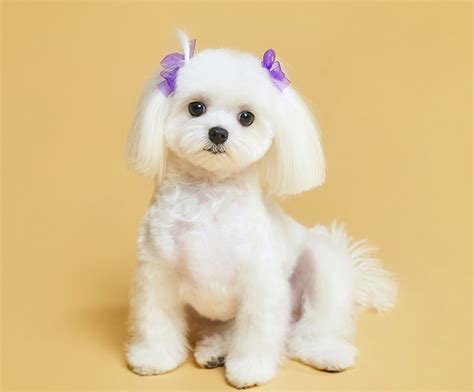 50 Most Adorable Maltese Haircuts Trending In 2023