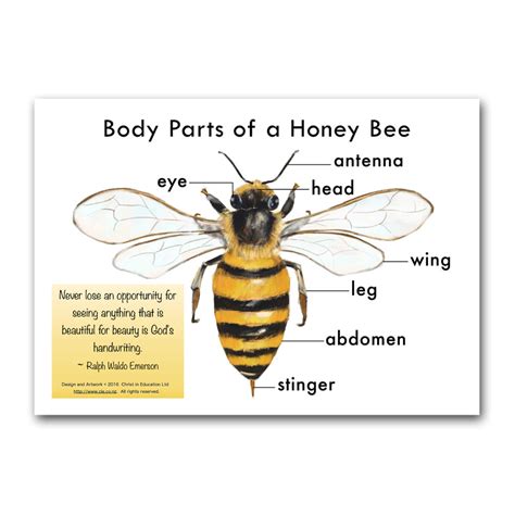 Body Parts Of A Honey Bee Poster Christ In Education Ltd