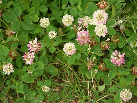 Pink And White Clover We Have Three Colors Of Clover Whit Flickr