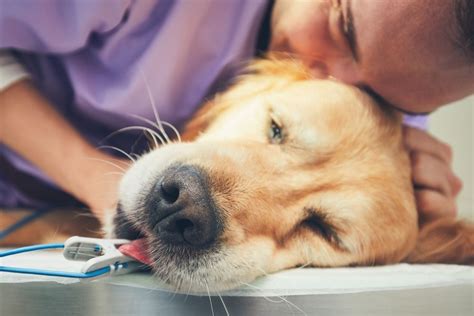 How To Euthanize A Dog At Home Without A Vet Safety Factors You Need