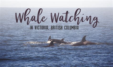 Whale Watching In Victoria Bc My Wandering Voyage