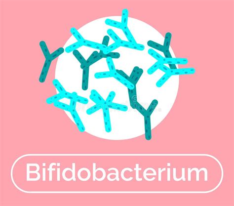 Bifidobacteria Bifidobacterium Bifidum Probiotic Lactobacillus
