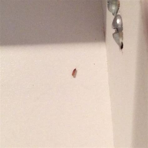 Tiny Brown Bugs In Kitchen And Bathroom Ermenegilda Cocci