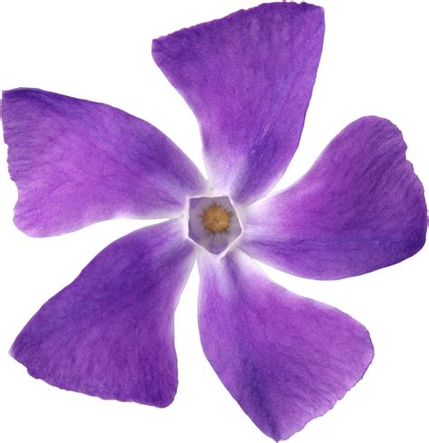 Purple Flower Purple Flower Transparent Png Clip Art Image Png Images