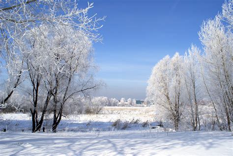 Free Images Landscape Tree Nature Branch Snow Cold Winter