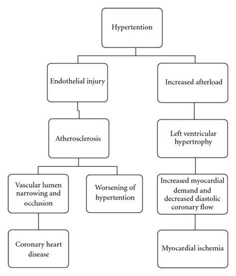 Pathophysiology Of Hypertension