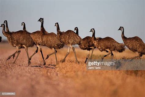 Emu Running Photos And Premium High Res Pictures Getty Images