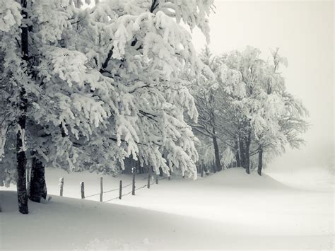Wallpaper Winter Storm Trees Frost Snow Drifts 1920x1440