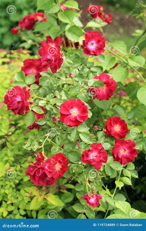 Red Rose Flower Bush Flowers With Yellow Center Stock Image Image Of