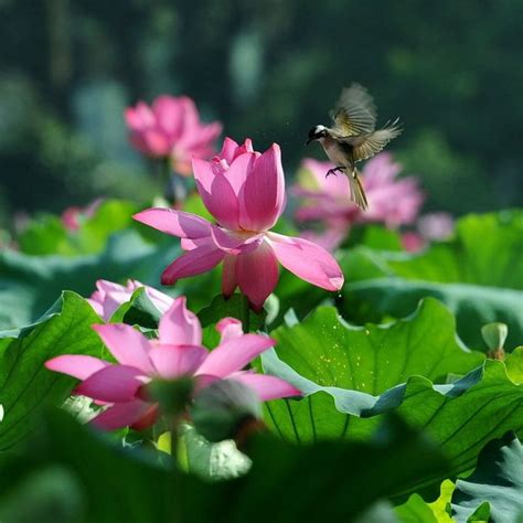 Beautiful Lotus Flower And Cute Birds Lotus Beauty Pinterest