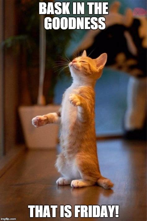 We did not find results for: cat smell gato huele - Imgflip