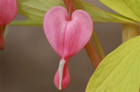 Angie coppleston, of hearts and flowers, said: Bleeding Hearts: Flower Meaning, Plant Facts