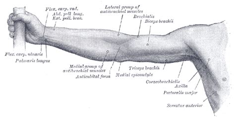 Additionally, the biceps brachii operates as a supinator of the forearm by rotating the radius and moving the palm of the hand anteriorly. Arm Anatomy