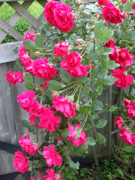 Tropical And Roses Kentwood Gardens