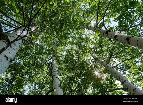 Downy Birches In Hi Res Stock Photography And Images Alamy