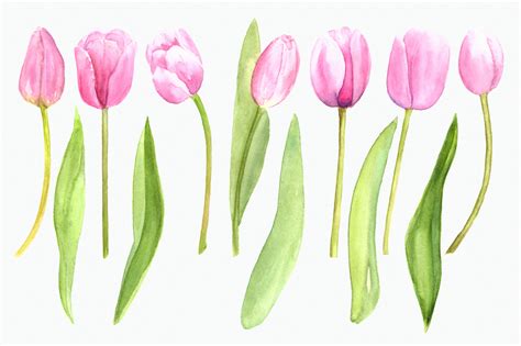 Watercolor Pink Tulips Clip Art Set 52949