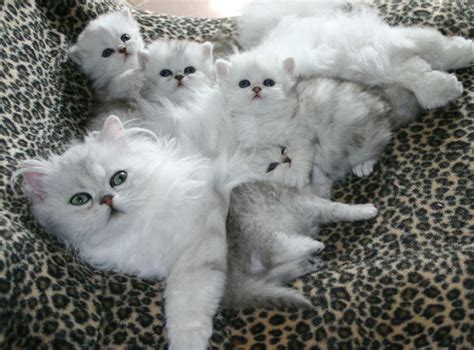 12 Reasons Why You Should Never Own Persian Cats