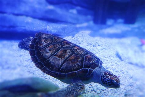 全家一起欢度五一 合肥海洋世界海龟池正式展出 万家热线 安徽门户网站