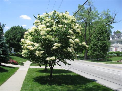 Image Result For Japanese Lilac Tree Japanese Lilac Tree Ornamental