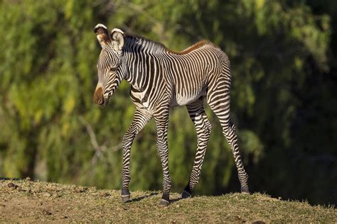 Zebras are widespread across vast areas of southern and eastern africa, where they live in their preferred habitat of treeless grasslands and savannah woodlands. Baby Zebra Explores Habitat at San Diego Zoo Safari Park ...