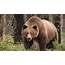 Amazing Facts Grizzly Bear
