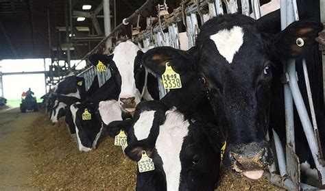 Updated Idf Guide To Good Animal Welfare In Dairy Production Released