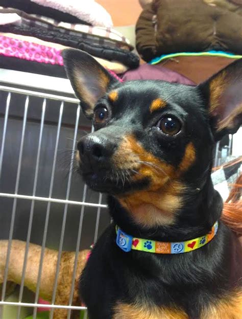 Mini Pinscher Chihuahua Mix For Sale Pets Lovers