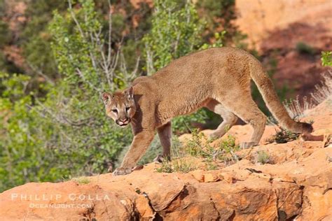 Mountain Lion Puma Concolor Natural History Stock Photograph Photo