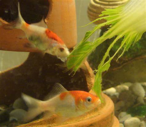 Eatingrawgoldfish is a very bad idea. Teach Small Goldfish to Eat Vegetables - Don Tai (Canada) Blog