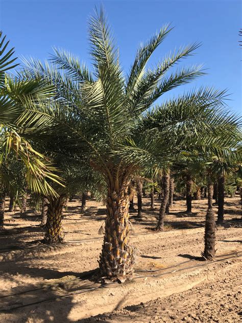 Phoenix Sylvestris Palm Trees For Sale In Sanger California Silver