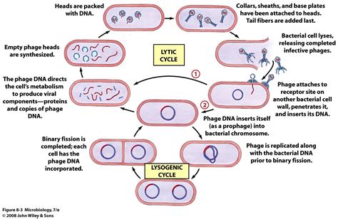 What Are The Steps In The Virus Life Cycle