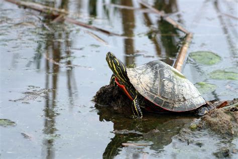 Western Painted Turtle Empowering The Spirit