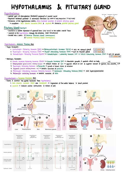 Pin On Endocrine