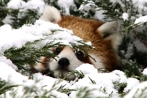 Red Pandas In Snow