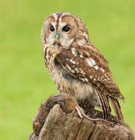 The Tawny Owl — The Scottish Countryman Tawny Owl Owl Species Owl