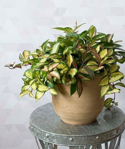 14 Hardy Houseplants That Will Survive The Winter House Plants