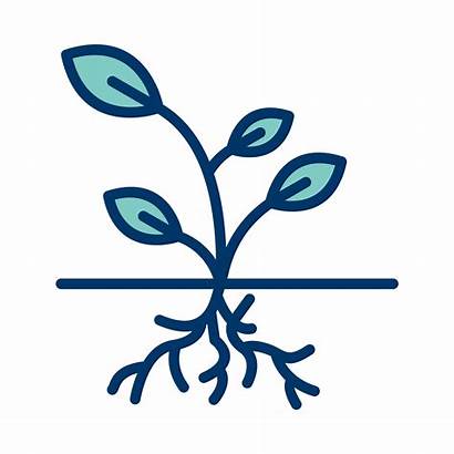Root Icon Roots Vector Plant Tree Icons