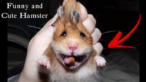 Funny And Cute Hamster 🔴 Funniest Hamsters Of All Time 2021 🐹 Youtube