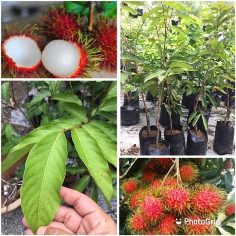 Pokok Rambutan Jarum Mas Hybrid Shopee Malaysia