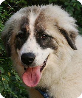 Australian shepherd / great pyrenees puppy. Great Pyrenees/Anatolian Shepherd Mix | Great pyrenees, Great pyrenees dog, Dog rocks