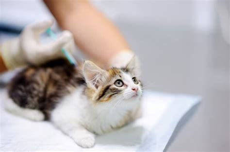 Rabies, distemper, leukemia, provided at our conveniently located shoreline, wa cat clinic. FVRCP Vaccine for Cats | Great Pet Care