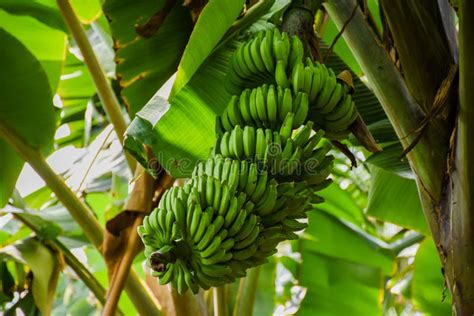 Big Bunch Of Green Bananas Growing In The Tropical Forest Stock Photo