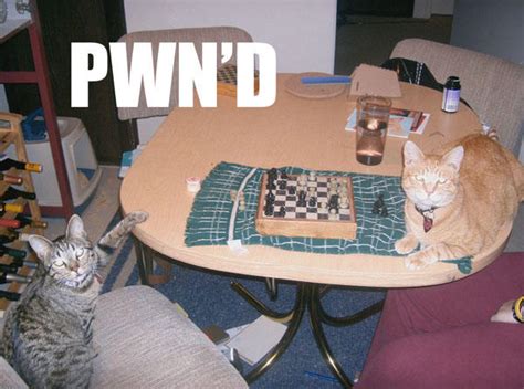Pwnd Cat Meme Cat Planet Cat Planet