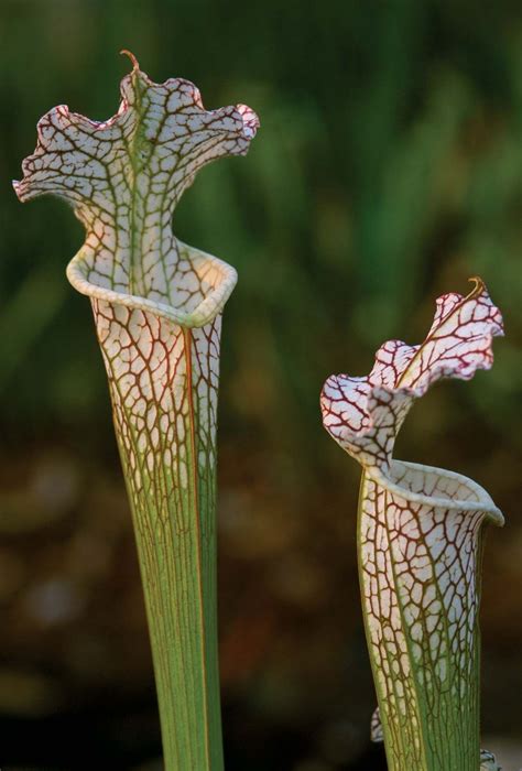 Pitcher Plants Types And Characteristics