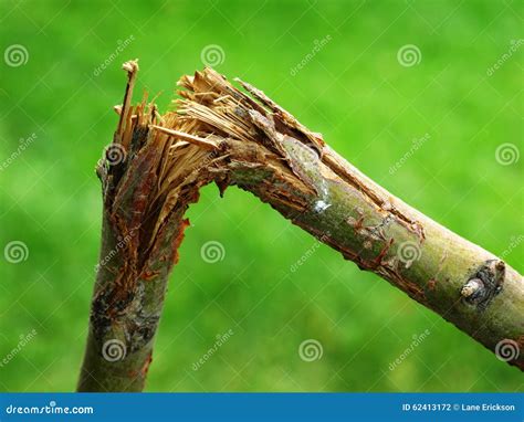 Broken Branch From Tree Snapped Over Stock Photo Image Of Shadow