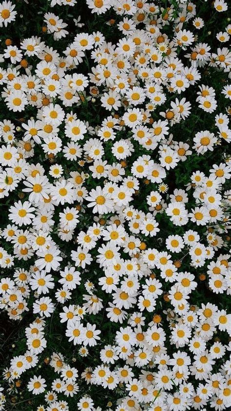100 Cute Daisy Wallpapers