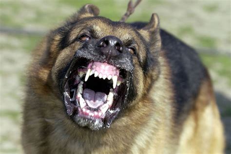 10 Perros Mas Peligrosos Las 20 Razas De Perros Más Peligrosas Del